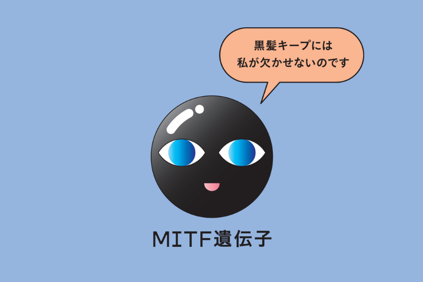 MITFのイメージ画像